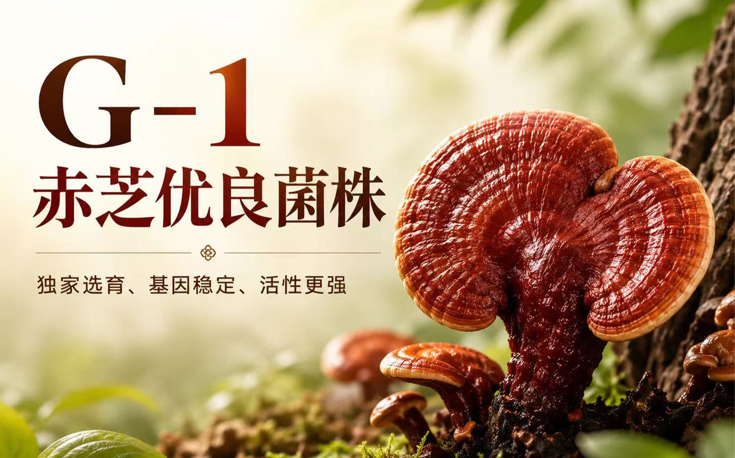 从 G-1 良种到原生菌棒，读懂康道灵芝品质底气