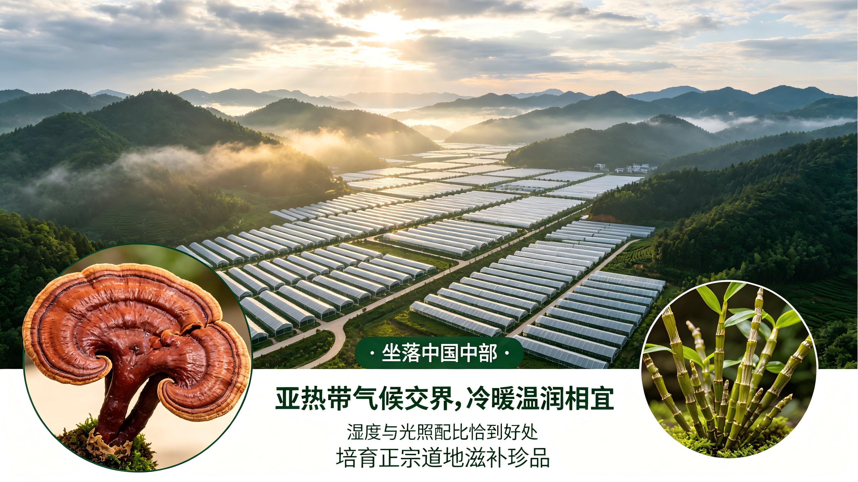 灵芝三萜批次差异原因(1)