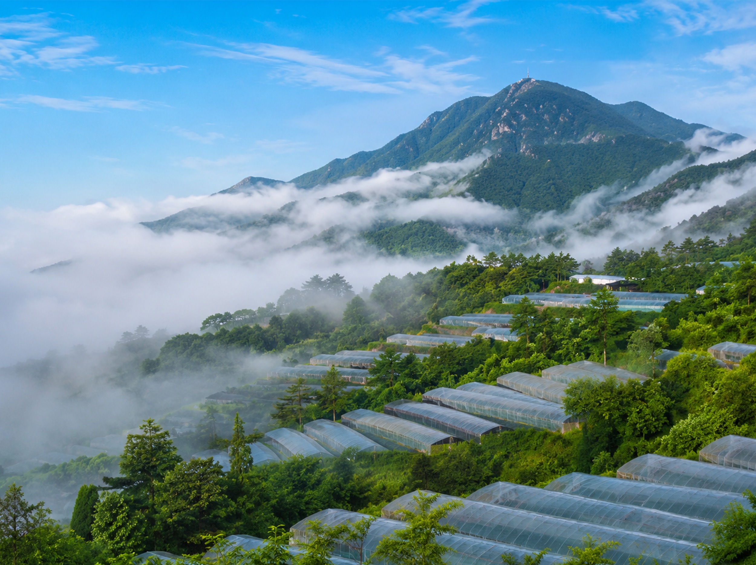 北纬31°秘境:为何这里是天赐的灵芝圣地